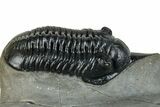 Pair Of Morocconites Trilobites - Ofaten, Morocco #260370-3